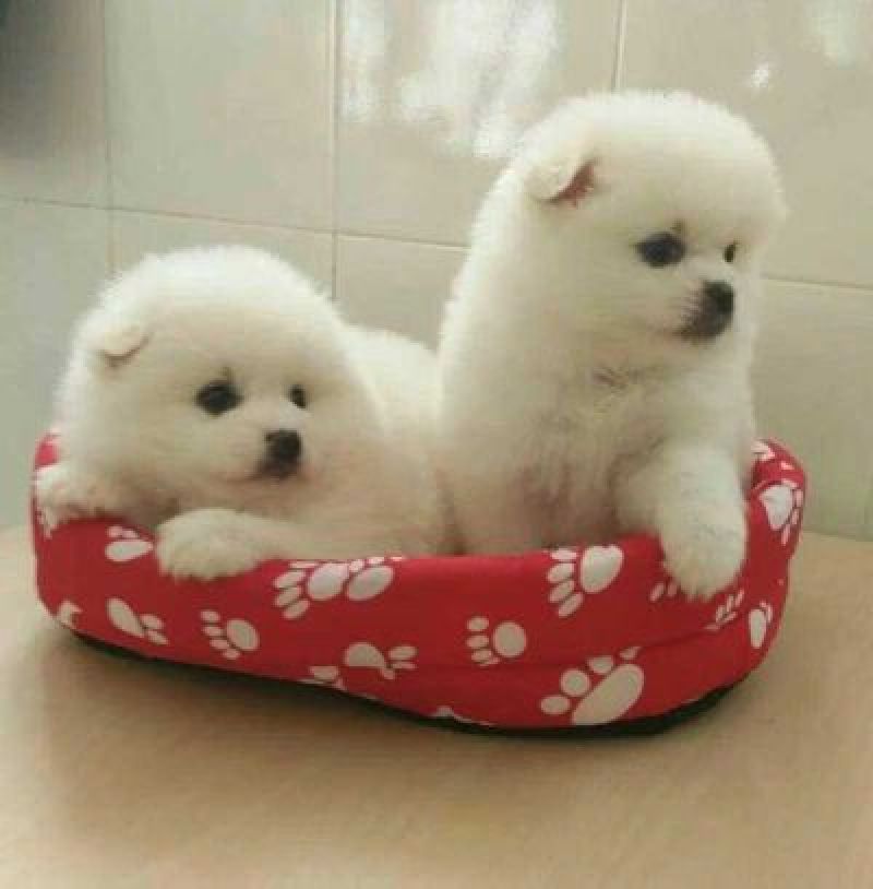 拉布拉多犬公