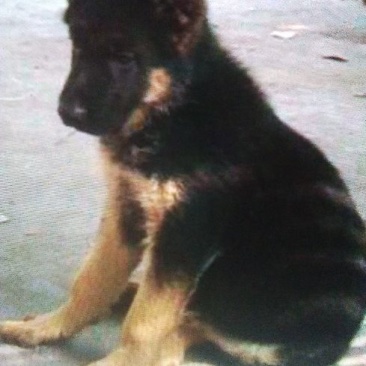 德国牧羊犬母幼年