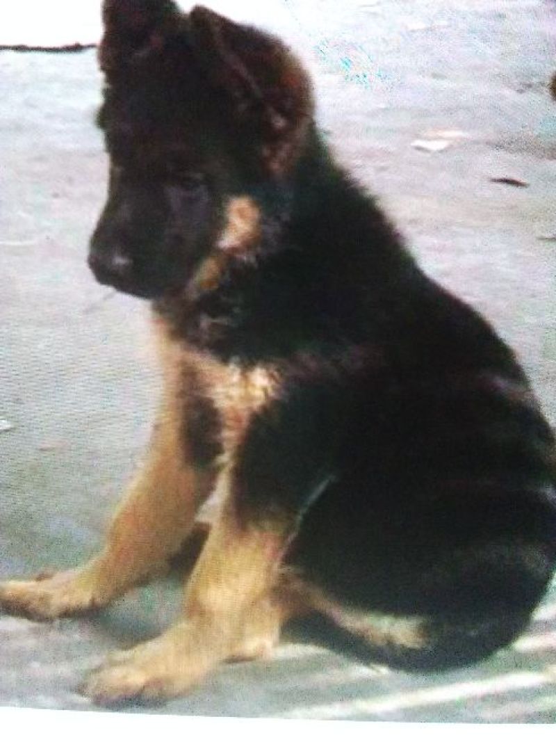 德国牧羊犬母幼年