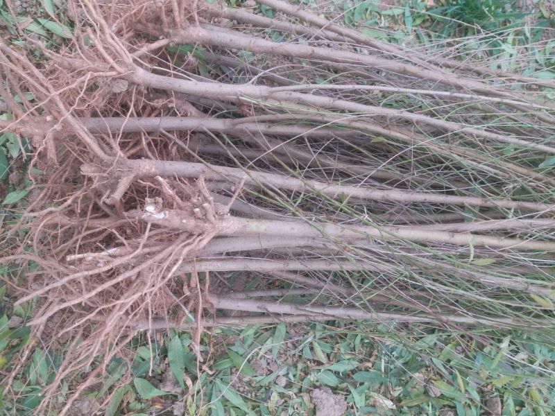 毛桃树苗，规格齐全，占地用嫁接桃李杏用都可以
