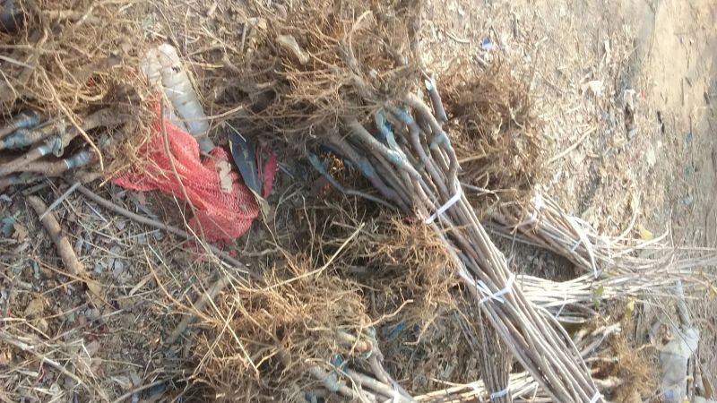 红富士苹果苗红富士系列苹果树苗嫁接苗实生苗