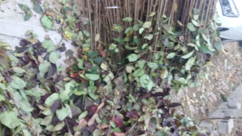 红富士苹果苗红富士系列苹果树苗嫁接苗实生苗