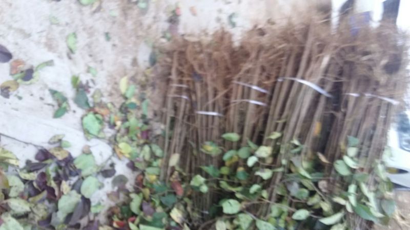 红富士苹果苗红富士系列苹果树苗嫁接苗实生苗