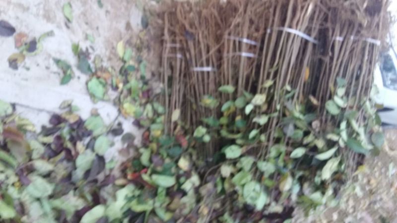 红富士苹果苗红富士系列苹果树苗嫁接苗实生苗