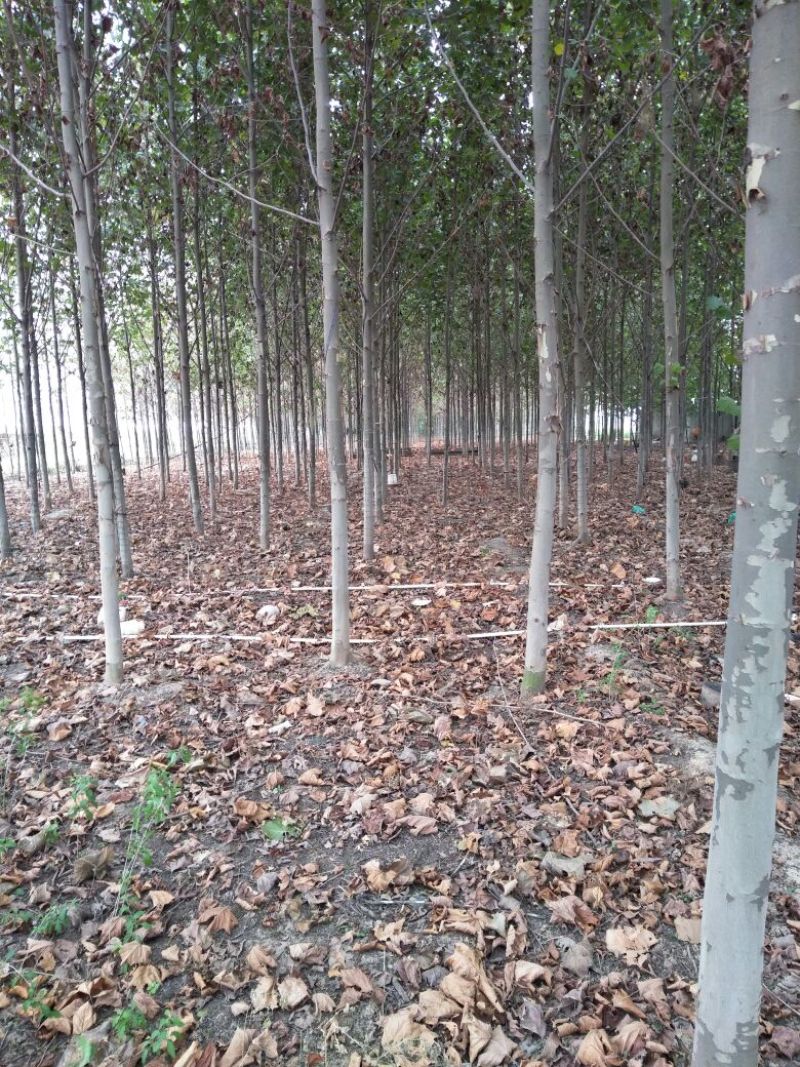107杨树苗，法桐小苗
