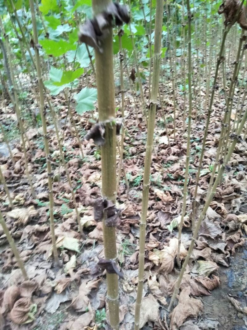 107杨树苗，法桐小苗