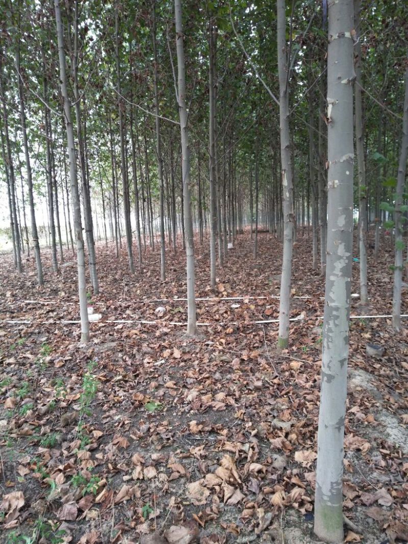 107杨树苗，法桐小苗