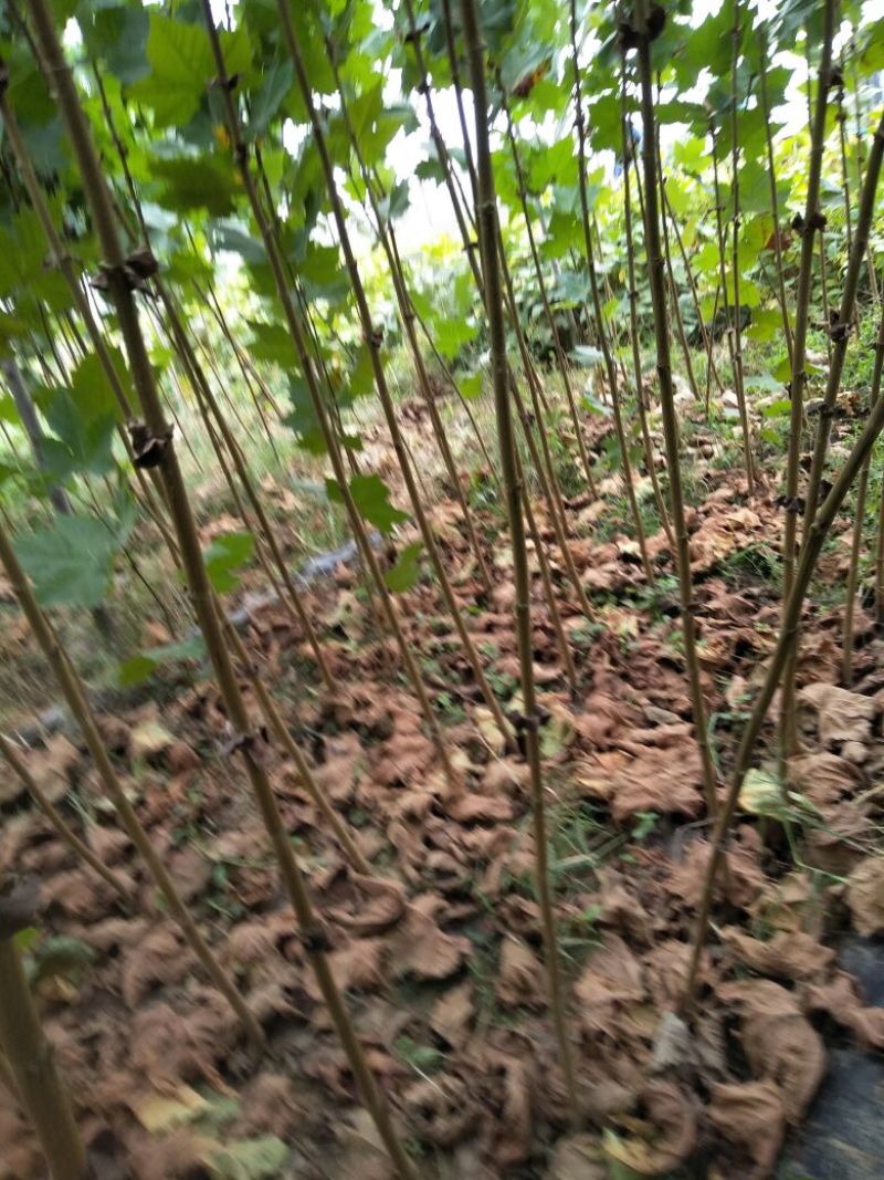 107杨树苗，法桐小苗
