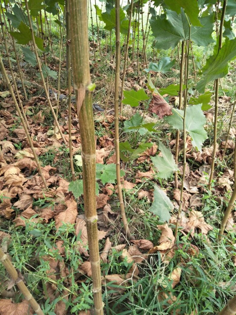 107杨树苗，法桐小苗