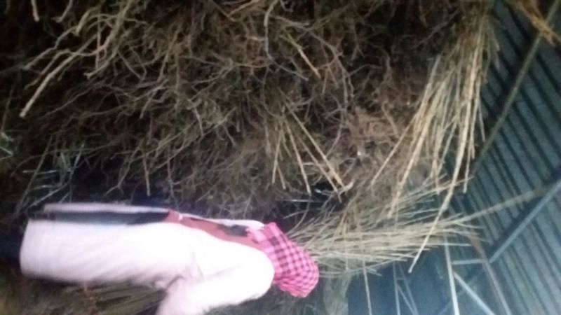 红心猕猴桃苗嫁接苗实生苗绿心猕猴桃苗品种全，保