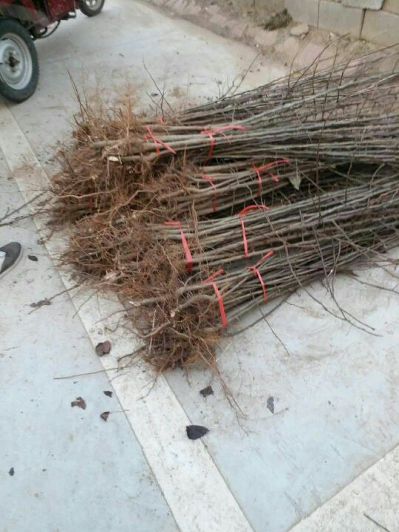 晚秋黄梨苗晚秋黄梨树苗基地直供价格优惠