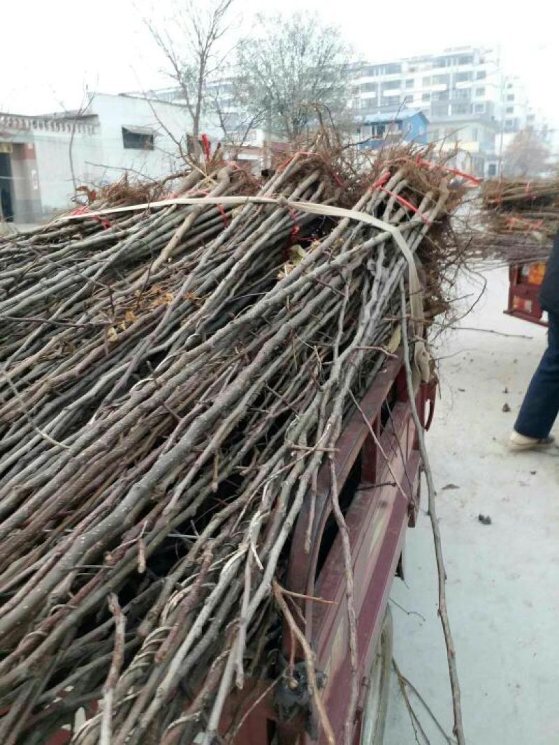 晚秋黄梨苗晚秋黄梨树苗基地直供价格优惠