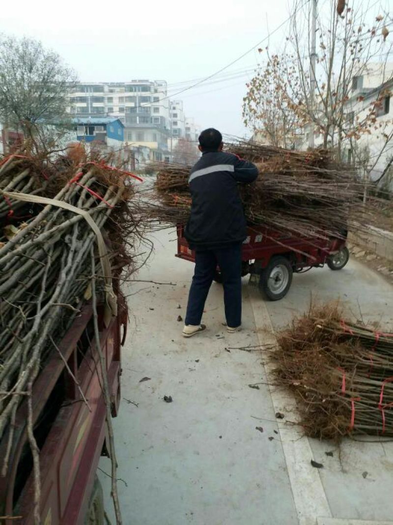 晚秋黄梨苗晚秋黄梨树苗基地直供价格优惠