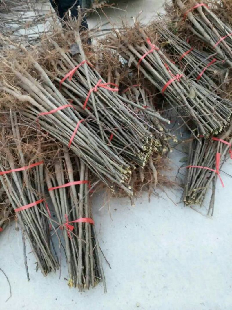 晚秋黄梨苗晚秋黄梨树苗基地直供价格优惠