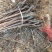 烟富8号苹果树苗基地直供品种保证纯度