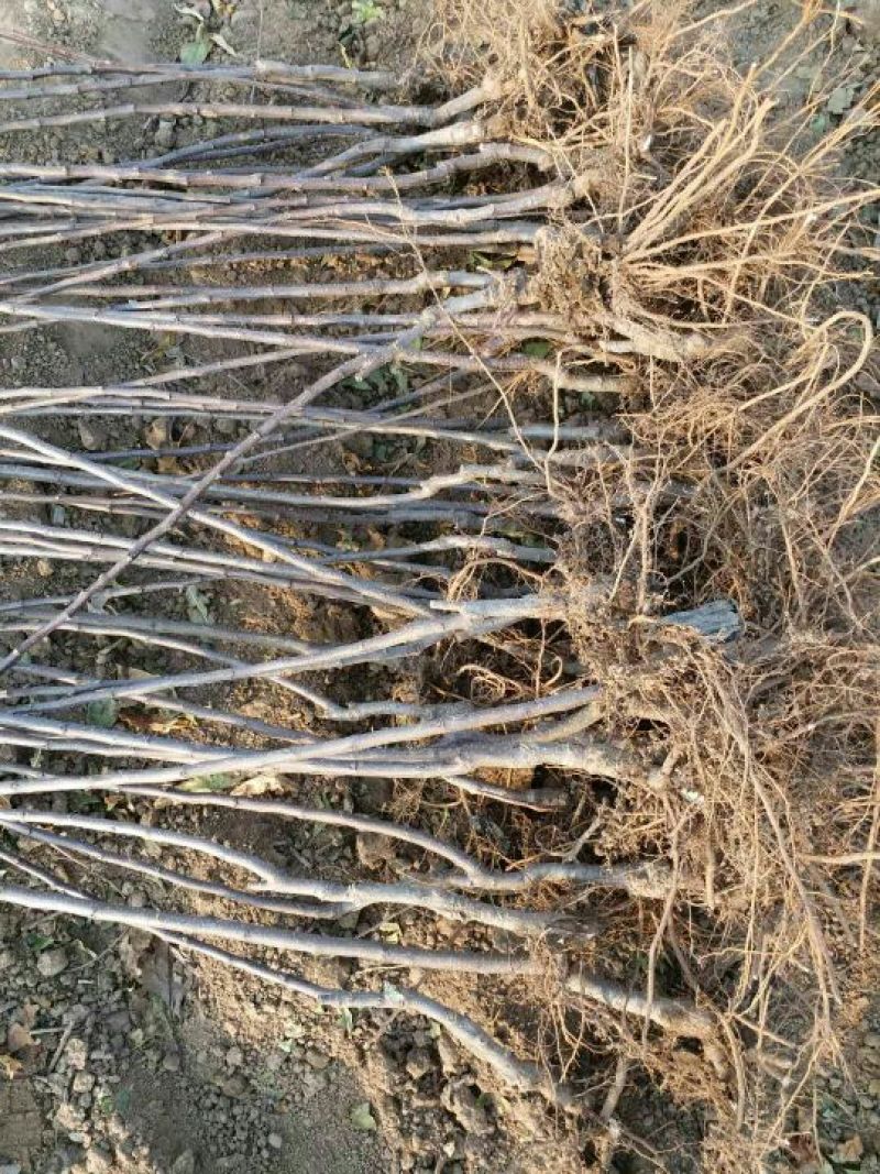 烟富8号苹果树苗基地直供品种保证纯度