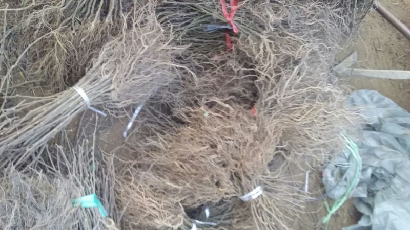 红阳猕猴桃苗实生苗徐香猕猴桃苗嫁接苗