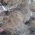 红阳猕猴桃苗实生苗徐香猕猴桃苗嫁接苗