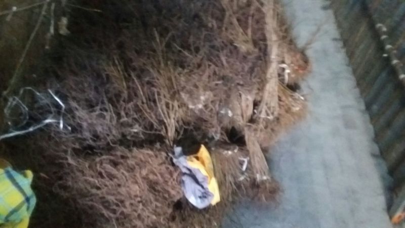 红阳猕猴桃苗实生苗徐香猕猴桃苗嫁接苗