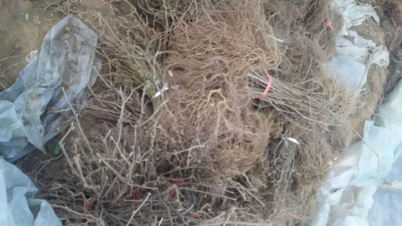 翠香猕猴桃苗保证纯度基地直供提供种植技