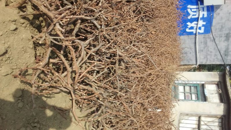 金手指葡萄苗免费提供种植技术，批发零售。保湿邮寄！