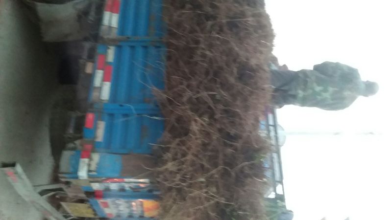 布兰瑞克无花果苗基地直供保证纯度保湿邮寄