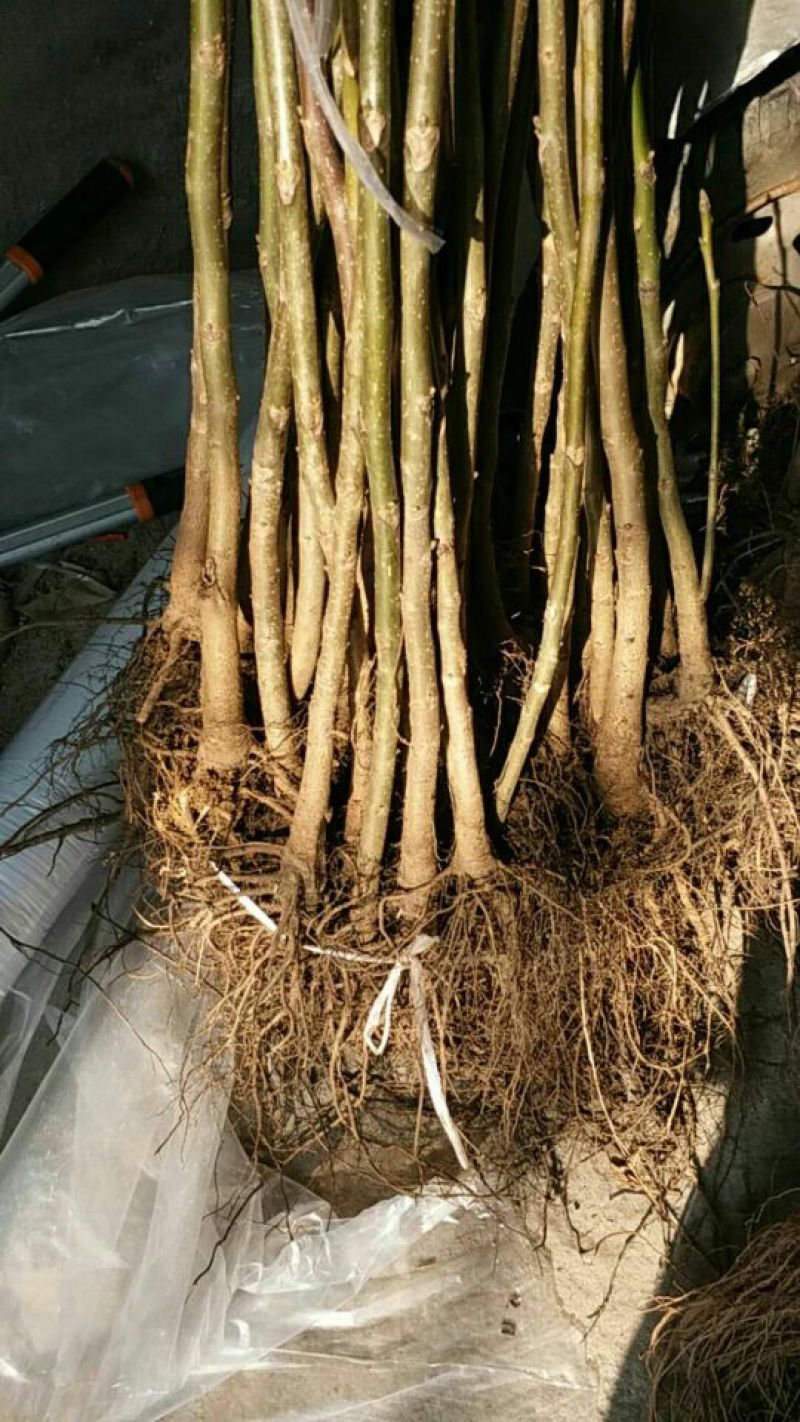 布兰瑞克无花果苗基地直供保证纯度保湿邮寄
