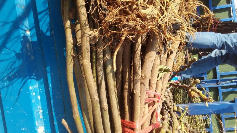 布兰瑞克无花果苗基地直供保证纯度保湿邮寄