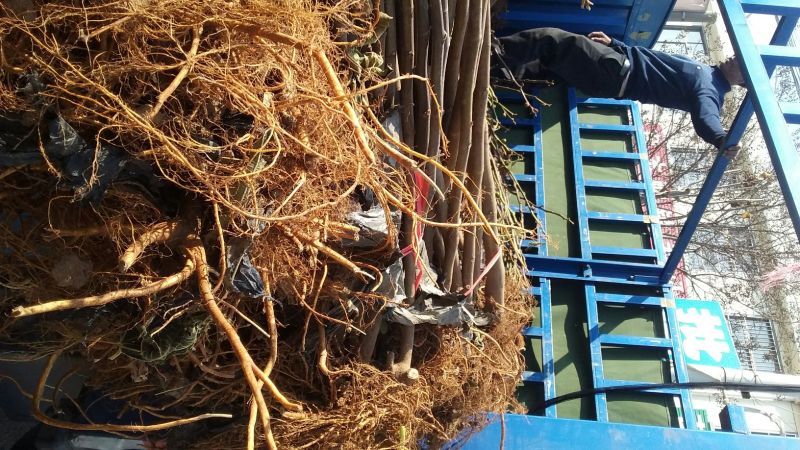 布兰瑞克无花果苗基地直供保证纯度保湿邮寄