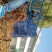 布兰瑞克无花果苗基地直供保证纯度保湿邮寄