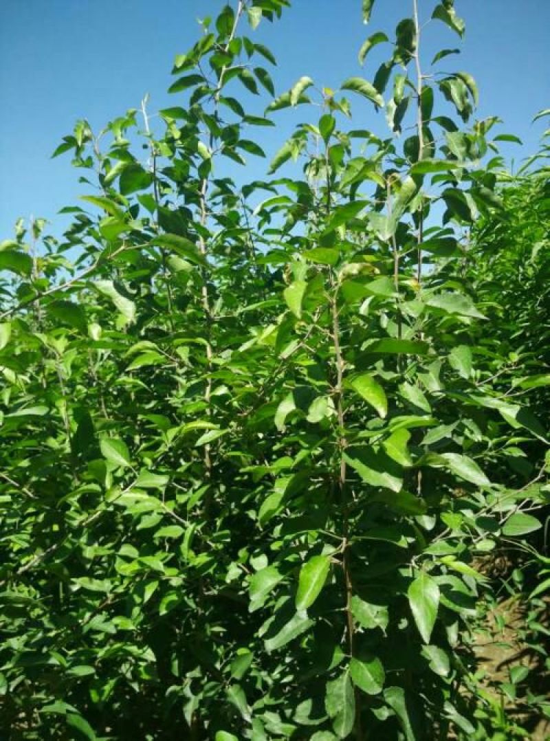 翠冠梨树苗0.8~3cm规格齐全保湿邮寄
