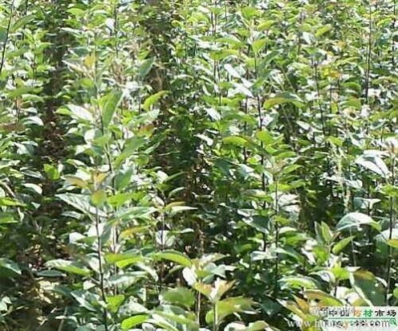 翠冠梨树苗0.8~3cm规格齐全保湿邮寄