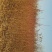 杏子苗品种齐全规格齐全保证纯度保湿邮寄