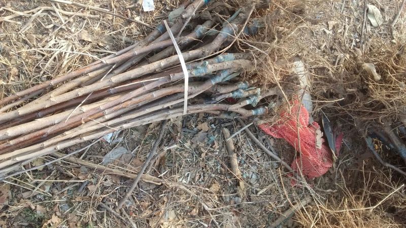 烟富10号苹果苗基地直供品种保证纯度