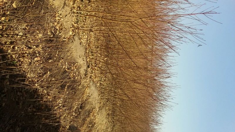青脆李子苗免费提供种植技术保湿邮寄正品保证