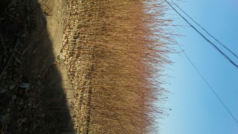 青脆李子苗免费提供种植技术保湿邮寄正品保证