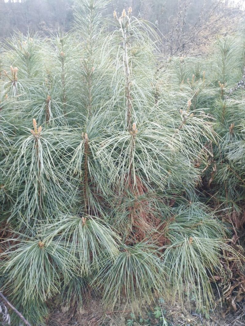 华山松杯苗，华山松大田，苗木农户，量大从优