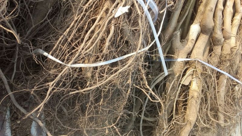 中农红软籽石榴苗嫁接苗基地直供品种保证纯度