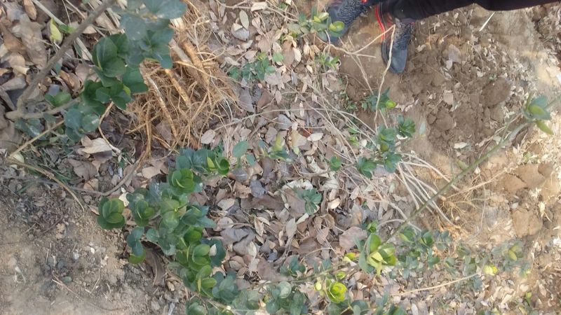 中农红软籽石榴苗嫁接苗基地直供品种保证纯度