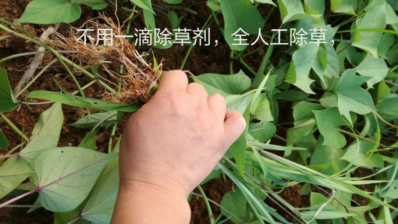 红薯酒自家酿红薯酒烧酒
