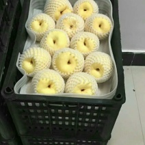 砀山梨✔纸袋150~200g果型大个头均匀、包装齐全