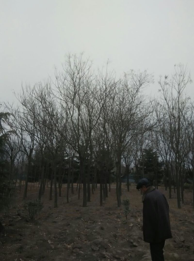 栾树8~10cm6~8cm3.5~4米