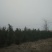 直生龙柏4~6cm4~6cm1.5~2米