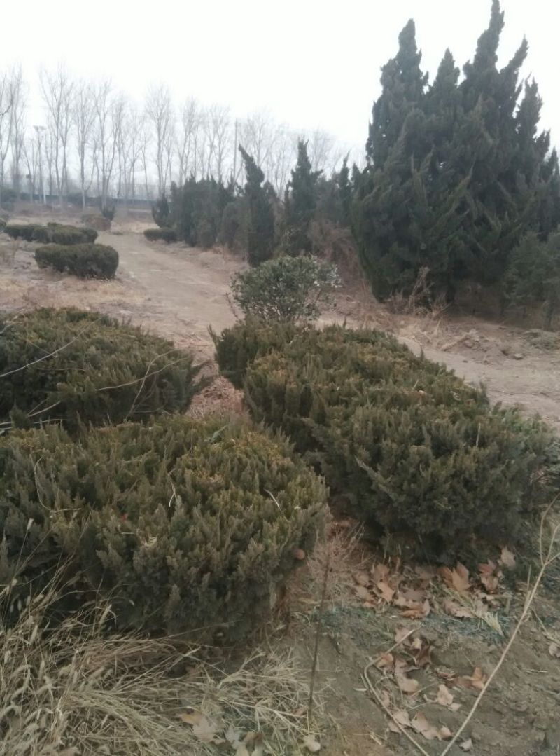 龙柏球4~6cm4cm以下0.5~1米
