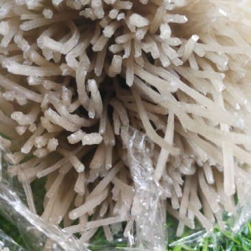 红薯粉条中粉