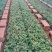 玫瑰苗10cm以下