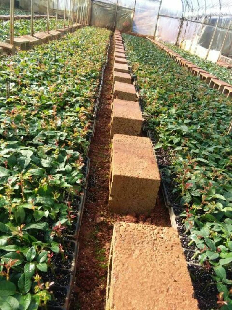 玫瑰苗10cm以下
