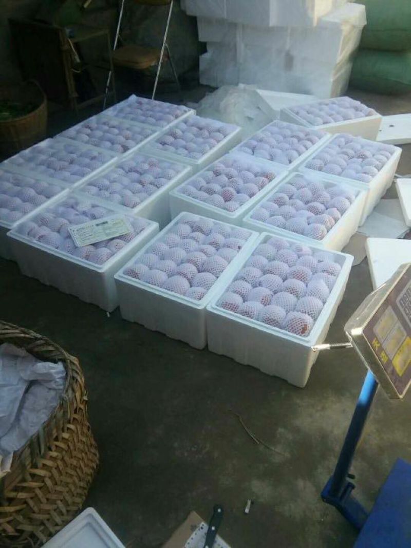 粉果番茄弧二以上软粉精品