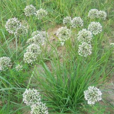 香葱小葱野葱花