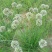 香葱小葱野葱花